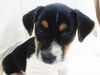 Willy-Puppy