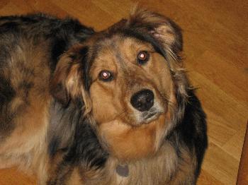 Flynn