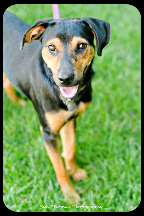 Rollo