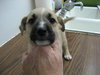 Ansel