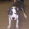 Stella