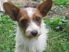 Honey -Puppy