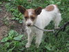 Honey -Puppy
