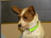 Honey -Puppy