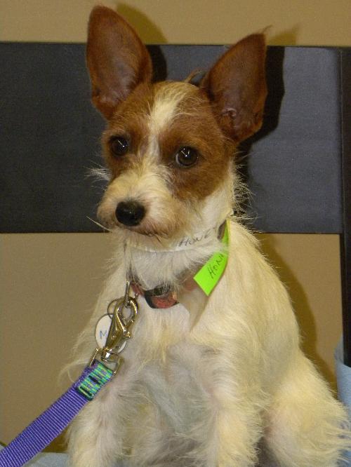 Honey -Puppy