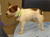 Honey -Puppy