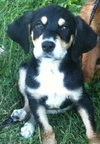 Mickey-Puppy