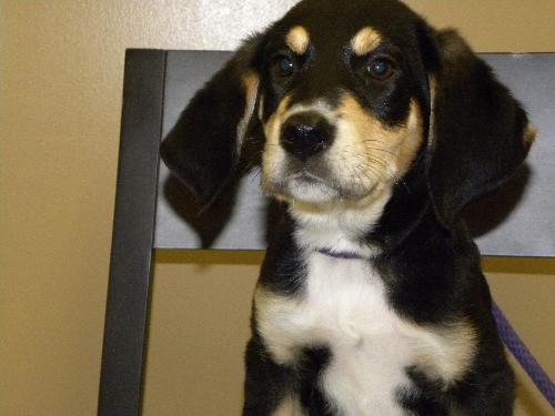 Mickey-Puppy