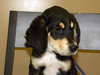 Mickey-Puppy