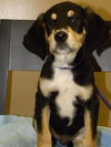 Mickey-Puppy