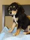 Mickey-Puppy