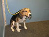 Gertie