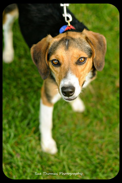 Gertie