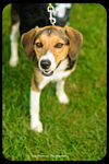 Gertie