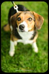 Gertie
