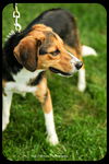 Gertie