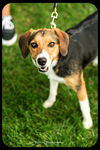 Gertie