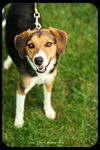 Gertie