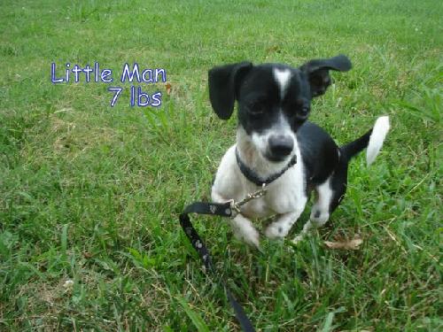 Little Man
