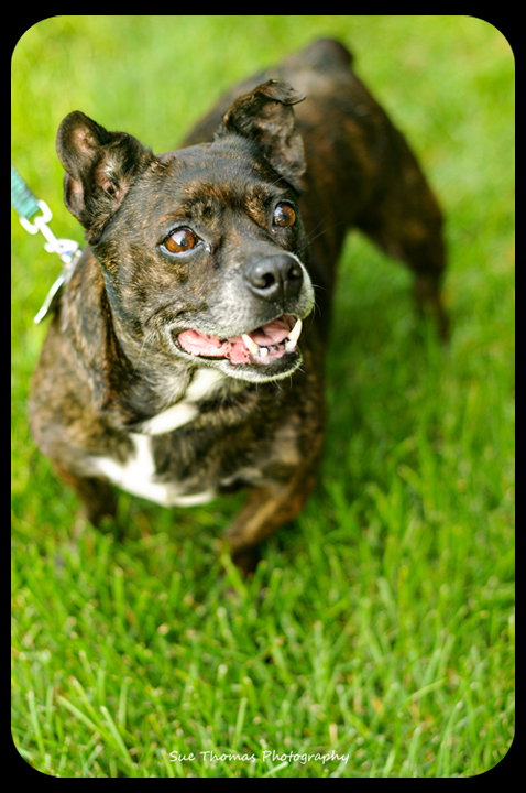 Bindi- French Bulldog mix