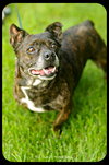 Bindi- French Bulldog mix
