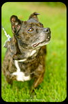 Bindi- French Bulldog mix