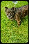 Bindi- French Bulldog mix