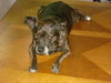 Bindi- French Bulldog mix