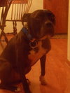 Buffy