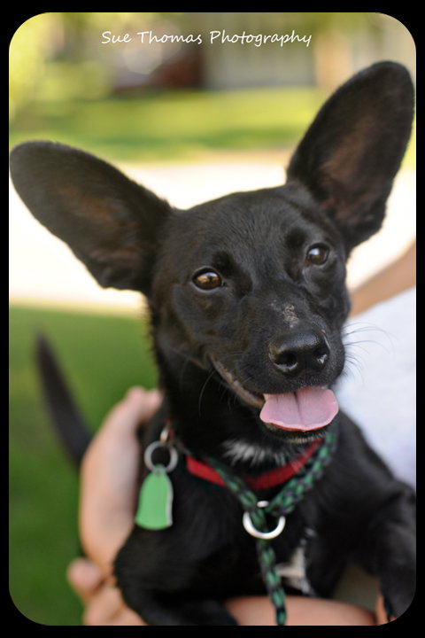 Roo