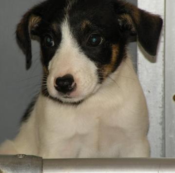 Millie-Puppy