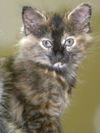 Meredith