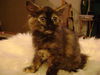Meredith