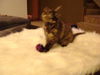 Meredith