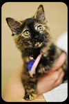 Meredith