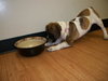 Lilly - Foster Needed!
