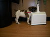 Lilly - Foster Needed!