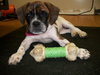 Lilly - Foster Needed!