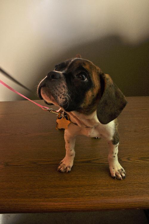 Lilly - Foster Needed!