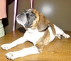 Lilly - Foster Needed!