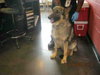 Cody