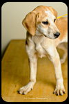 Rosie-Puppy