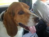 Sparky