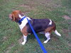 Sparky