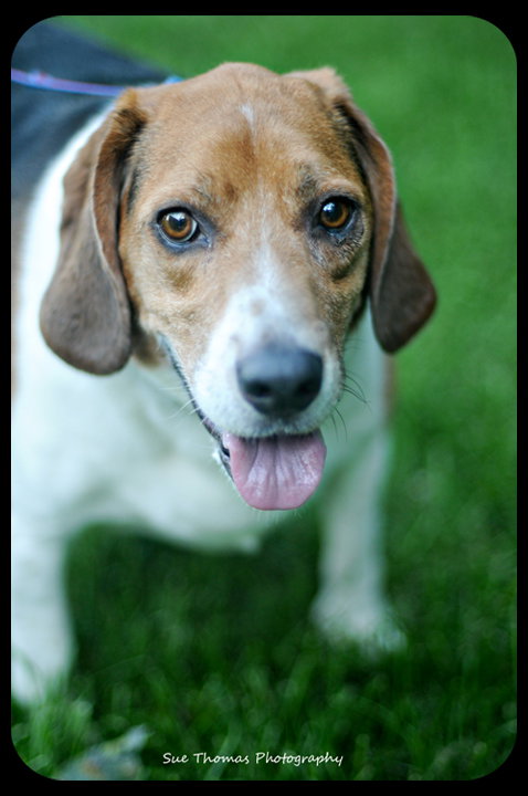 Sparky