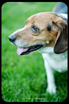 Sparky