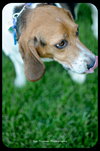 Sparky