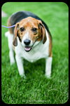 Sparky