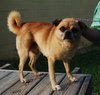 Otto