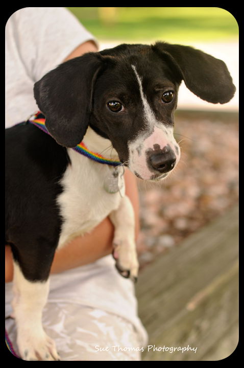 Oliver-Puppy